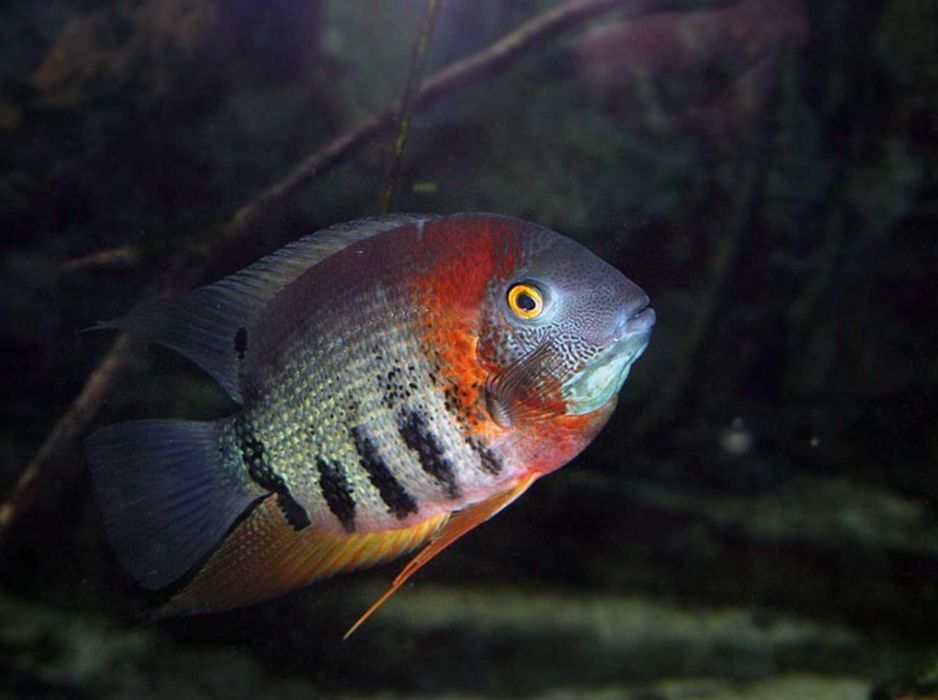 Pielęgnica Severum Rotkail - SKALMAR Sklep Akwarysty