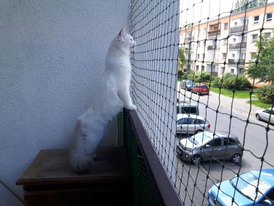 Siatka dla kota i na gołębie. Balkon, taras, okno.