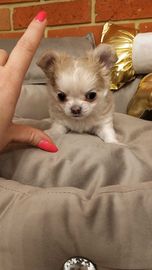 Chihuahua MINI dziewczynka