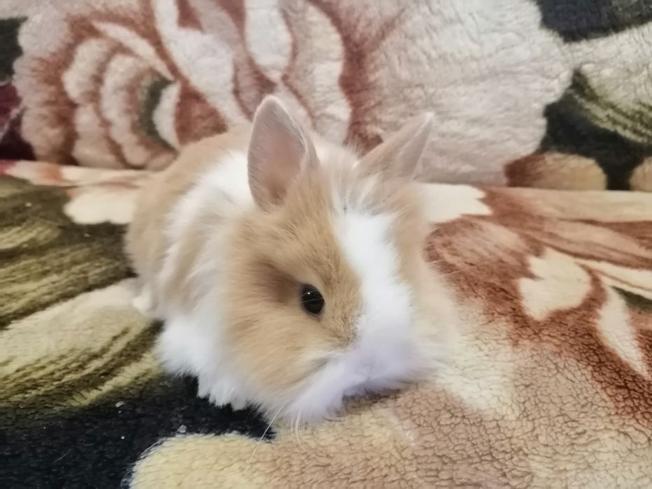 Декоративні (міні) кролики)