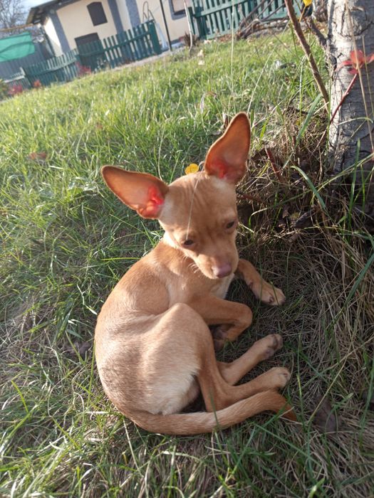 Цуценята породи Той Тер 'єр