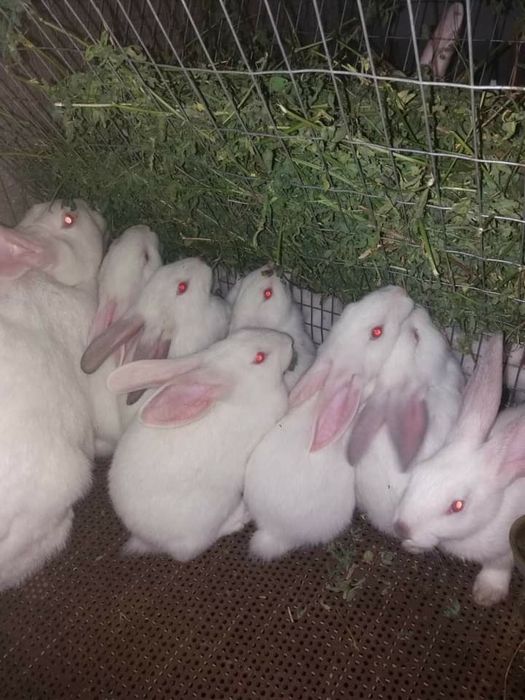 Продам Кролі "Хіплус" на плем'я.