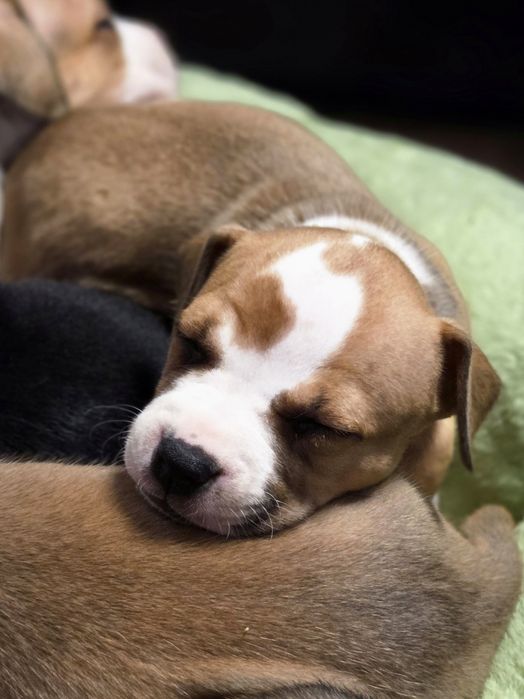 Efektowna Show Quality Suczka American Staffordshire Terrier ZKwP FCI