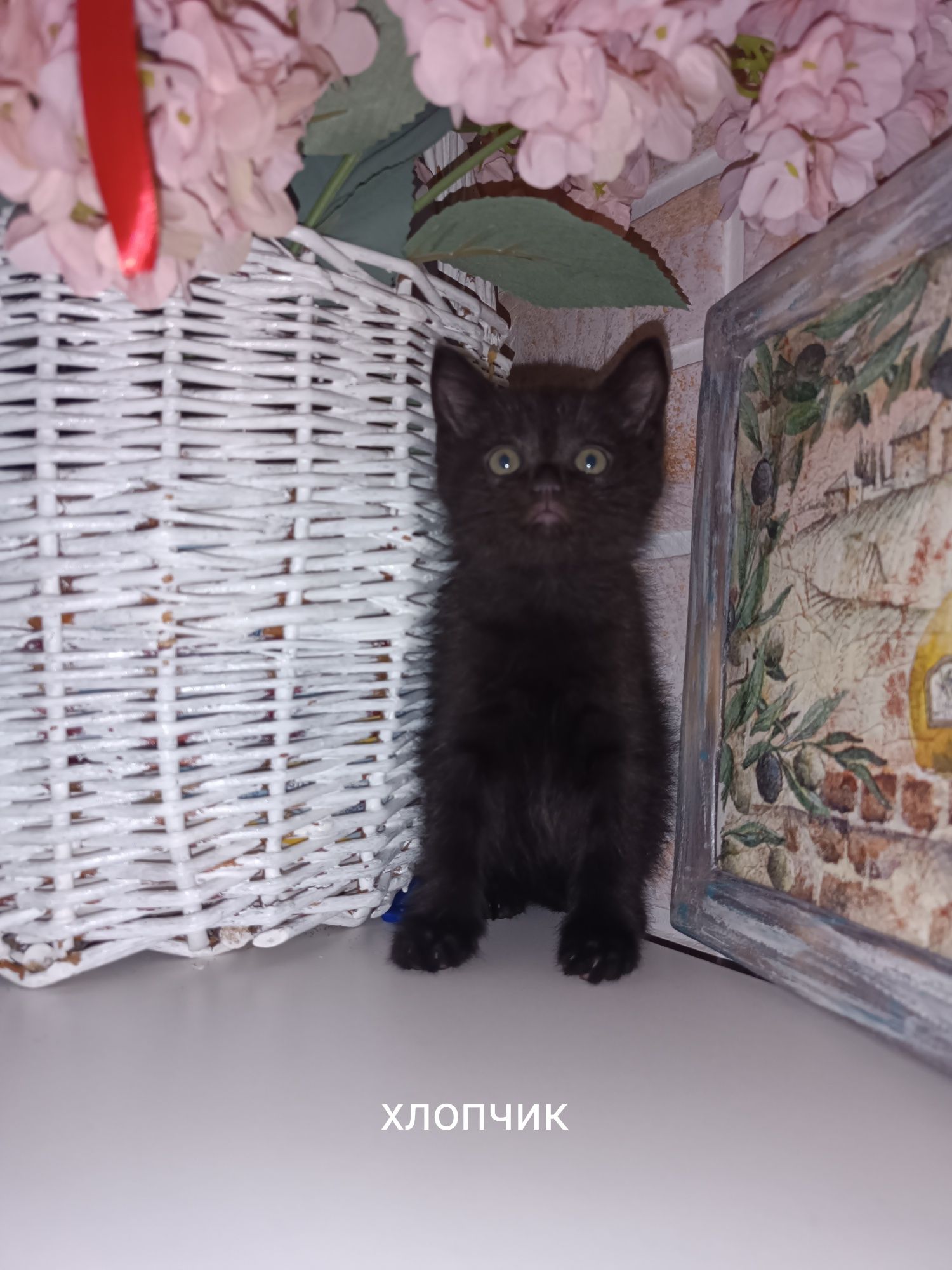Кошенята в добрі руки!