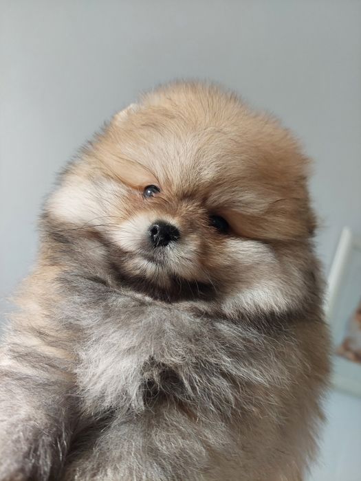 Szpic miniaturowy chłopczyk