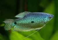 Peixes tricogaster azul