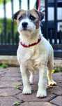 Jack russell terrier suka hodowlana FCI ZKWP