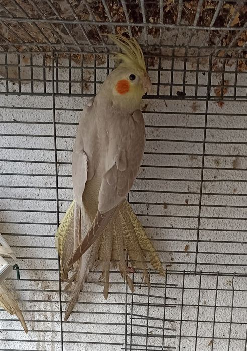 Caturras pérolas cinza