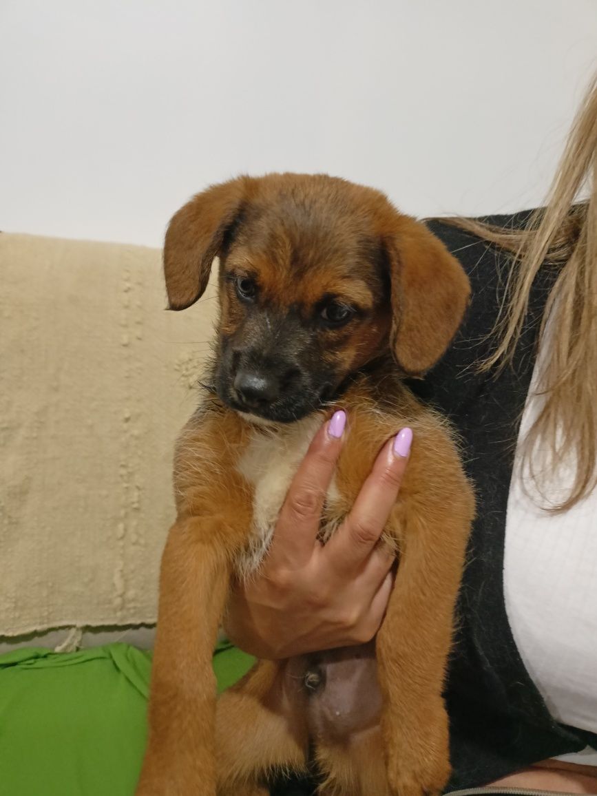 Cão bebé para adoção