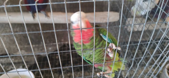 papagaio cubano amazona leucocephala fêmea 2020 disponível para ent