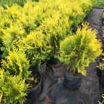 Tuja,Thuja Europa Gold