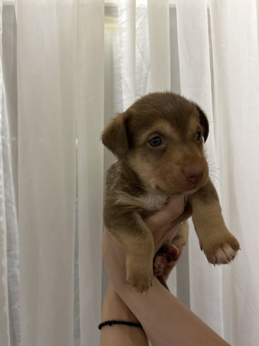 Отдам щенят  в хорошие руки