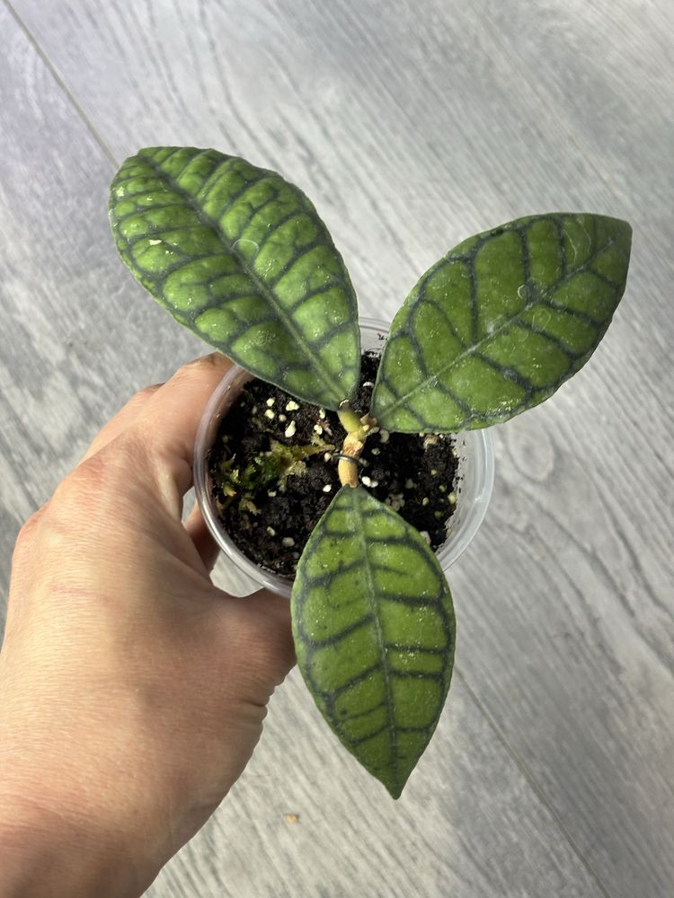 hoya callistophylla sp kalimantan