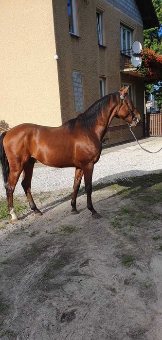 Sprzedam ogierka małopolskiego