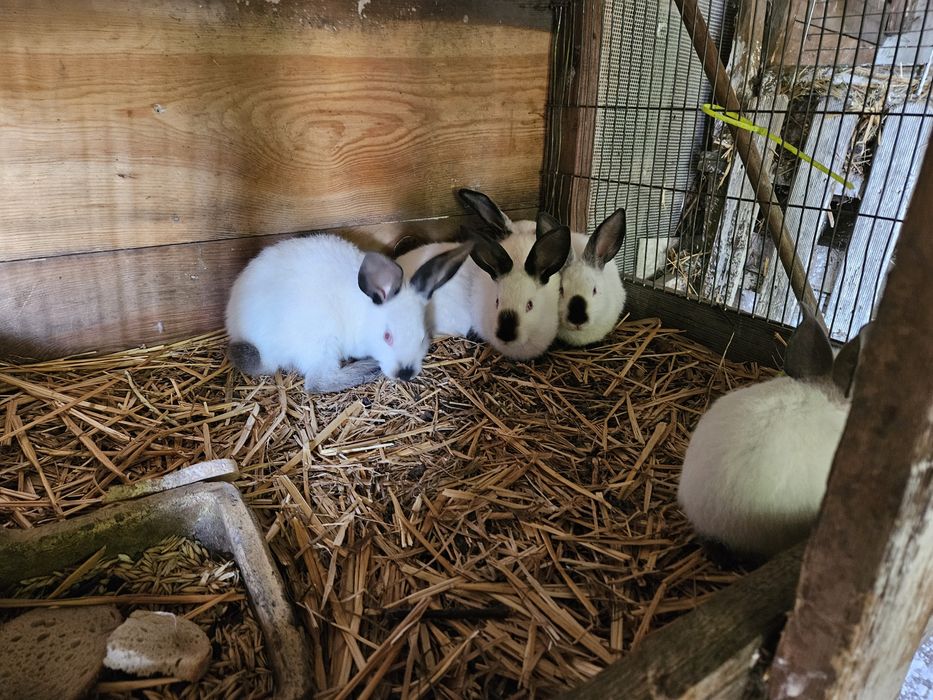 Sprzedam ładne kroliki