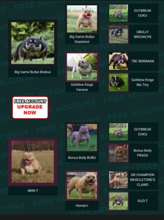 Muscletone's 100 % American Bully ABKC