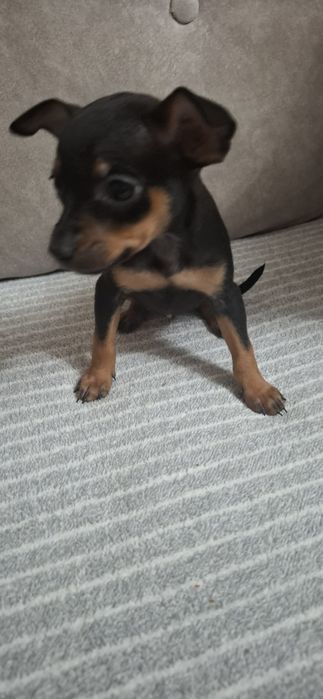 Ratlerek pinczer miniaturowy