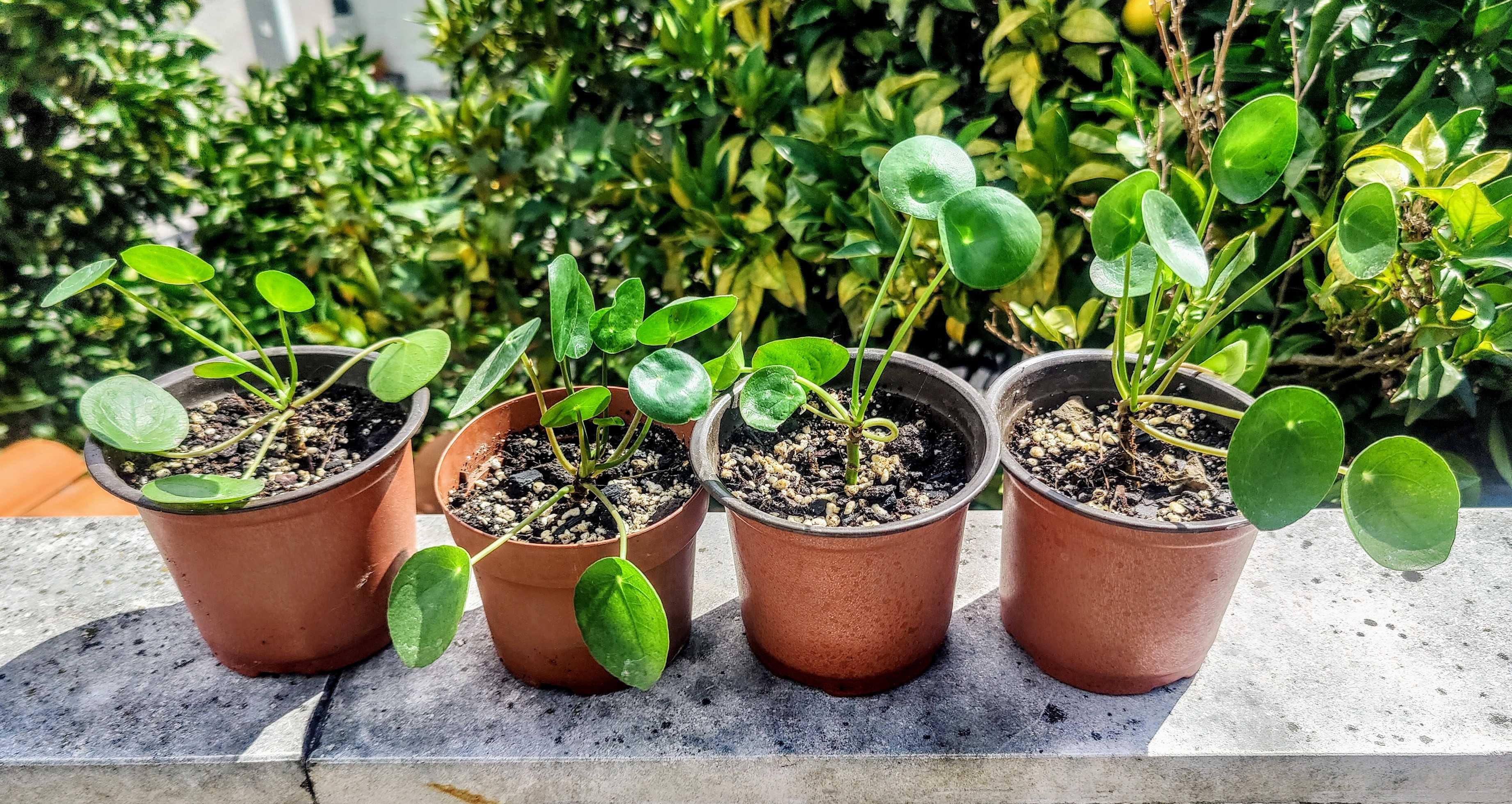 Pilea Peperomioides / Planta do Dinheiro