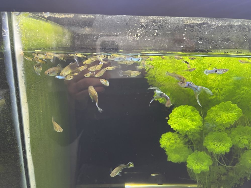 Guppys sortidos para venda
