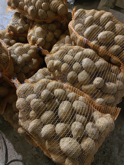 Ziemniaki Jadalne Gala