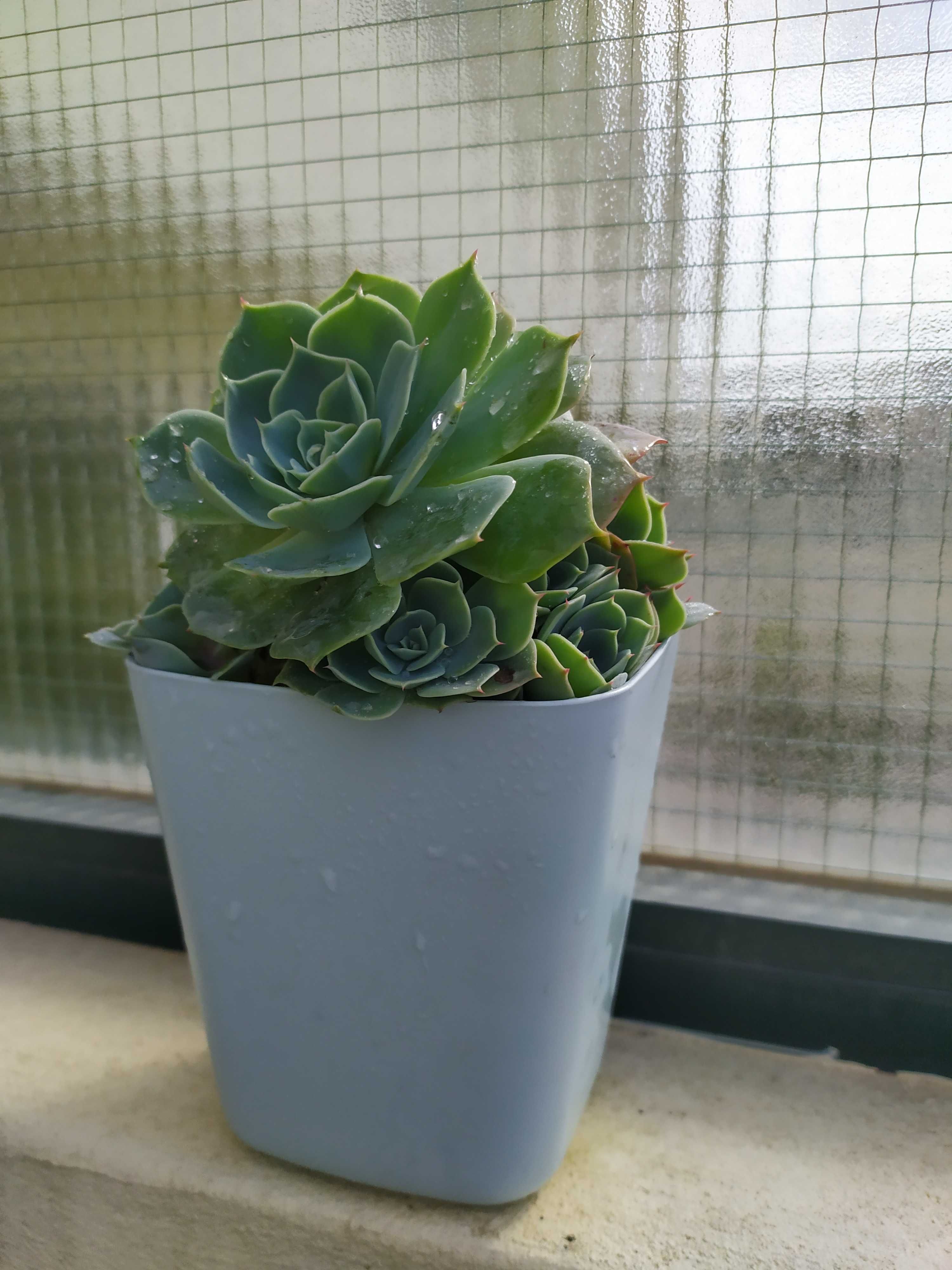 Echeveria Peacok