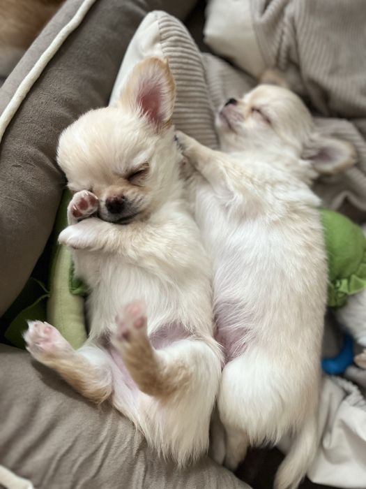 Chichuahua chlopcy FCI