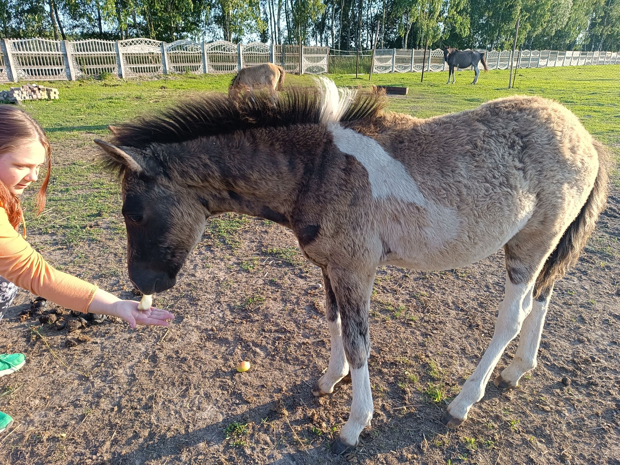 Koń hucuł źrebak