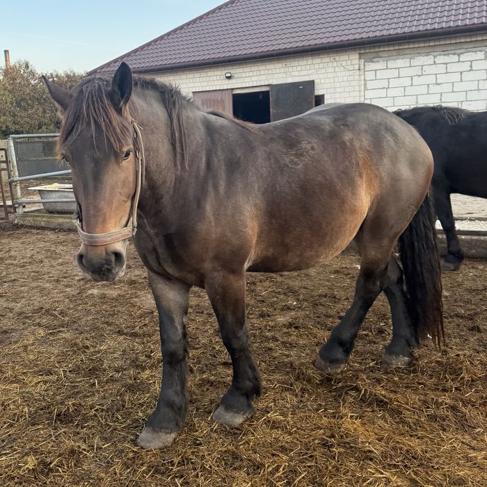 Klacz zimnokrwista w typie sztumskim, sztum