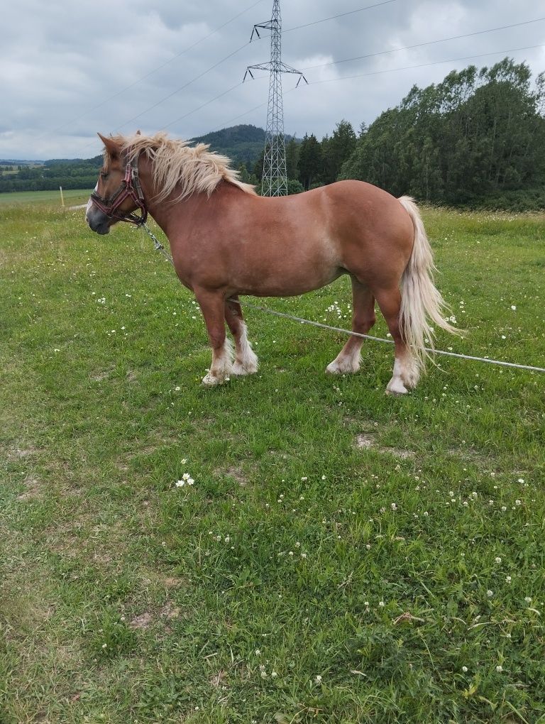 Sprzedam klacz zimnokrwistą