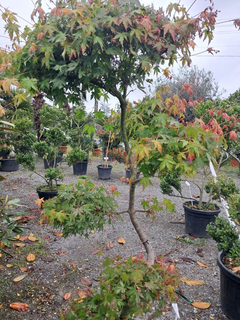 Klon palmowy formowany bonsai/ 150 cm