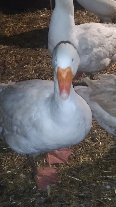 Гуси Мамути молоді і торішні