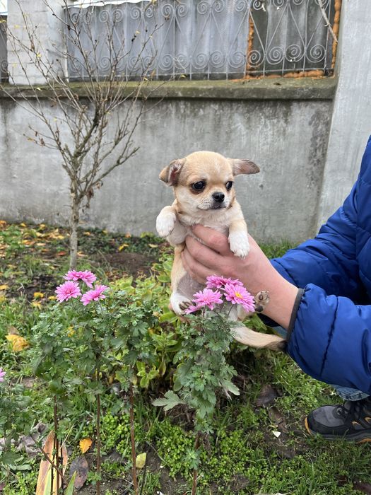 Чіхуахуа дівчинки