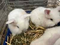 Маленькие кролики (Вислоухие)