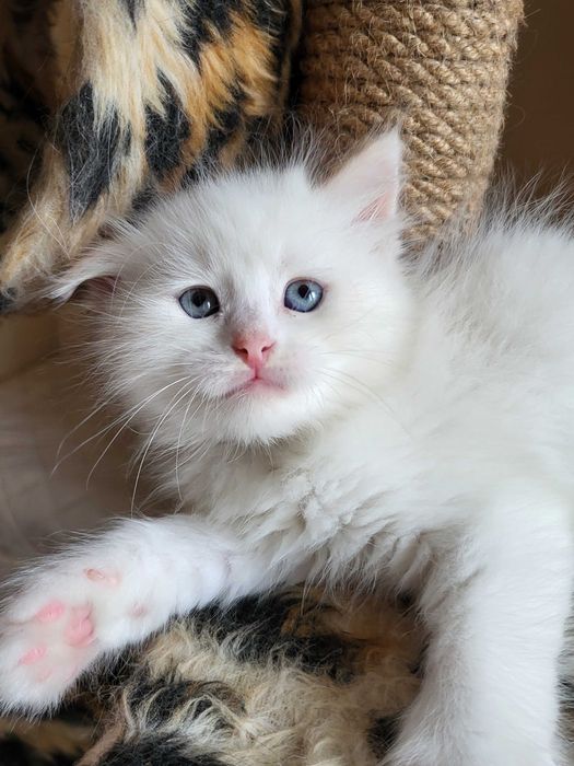 Сибірський котик рідкісного забарвлення