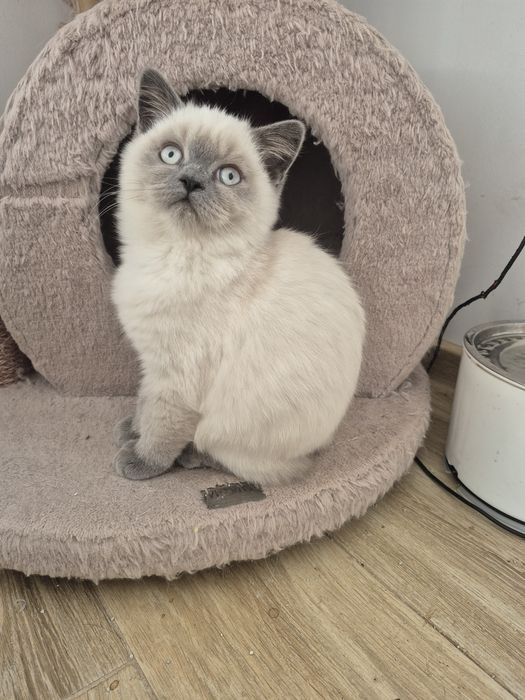 Ostatni Kot Brytyjski FPL point niebieski