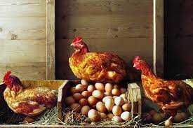 Ломан Браун продаж інкубаційного яйця