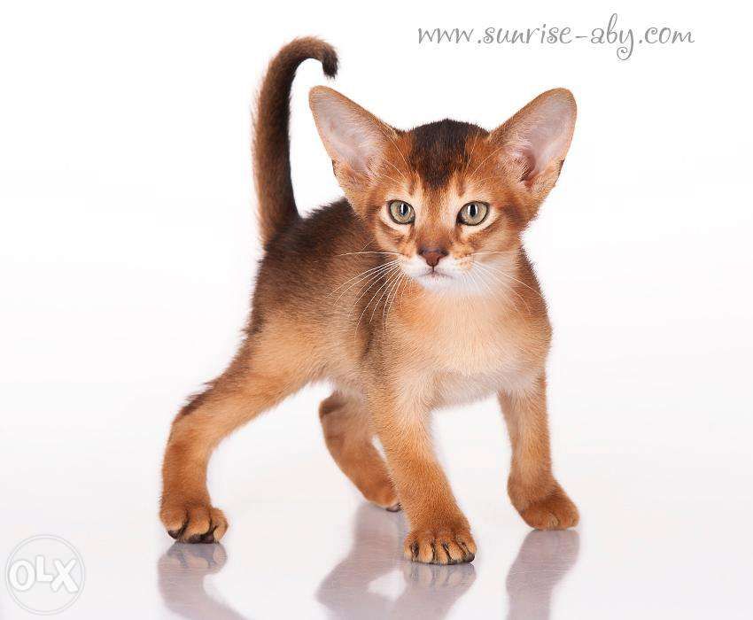 Абиссинский котенок - американский тип