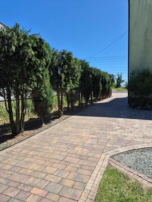 Wycinka drzew / Usługi rębakiem / Pielęgnacja zieleni