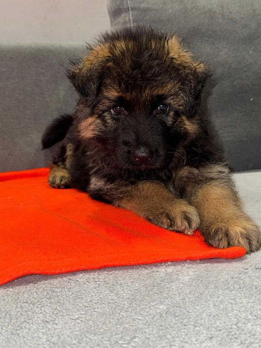 Owczarek niemiecki długowłosy Hodowla  Venus zarejestrowana PFK