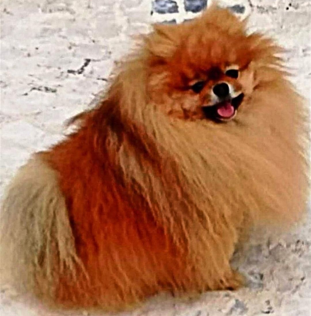 Spitz alemão anão/Lulu da Pomerânia Anão