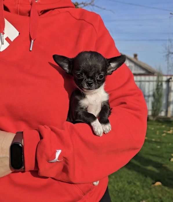 Надзвичайні красунчики чихуахуа.