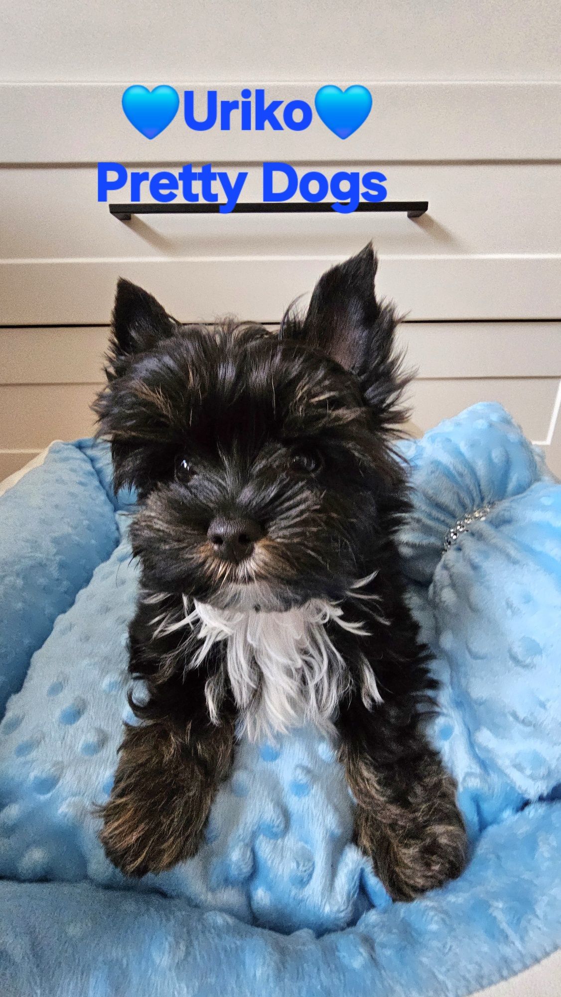 York piesek Yorkshire terrier