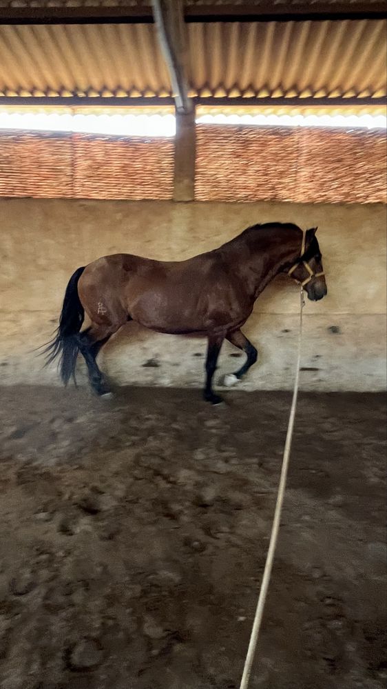 Cavalo Puro Sangue Lusitano