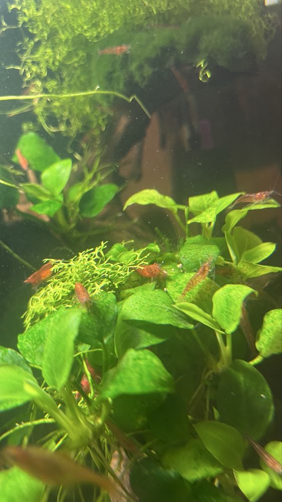 krewetki Red Cherry