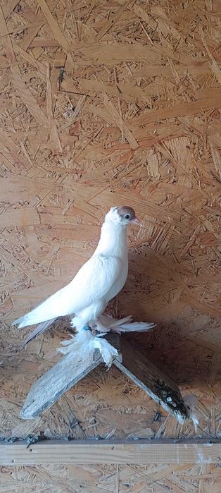 Gołębie Krymki pary !