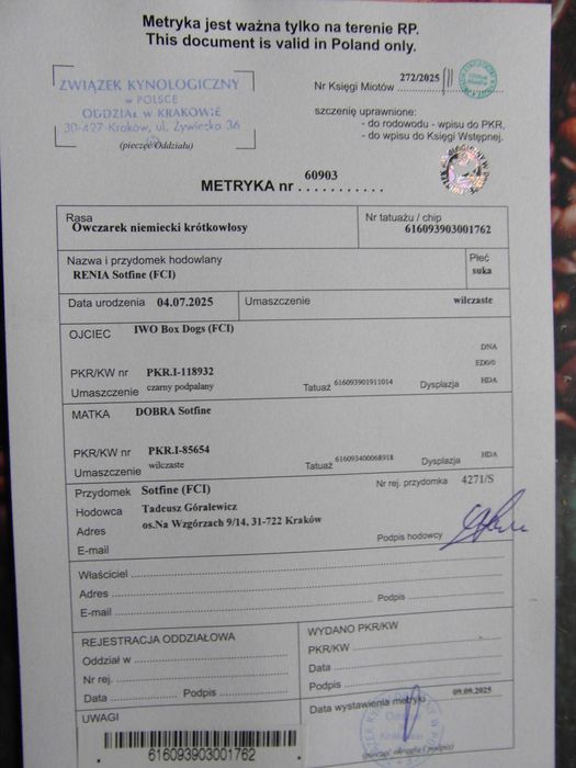 Owczarek Niemiecki krótkowłosy rodowód FCI SZCZENIAK Suczka wilczasta