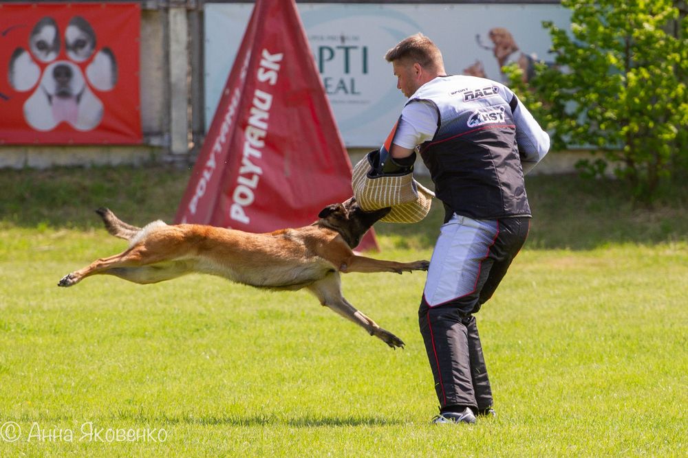 Дресирування собак, перетримка собак, послуги кінолога!