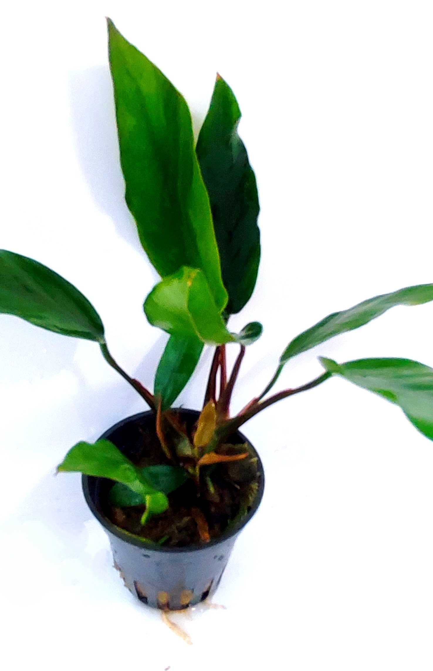 Anubias sp. Minima Roślina Akwariowa Ozdoba Koszyk Wysyłka Akwarium