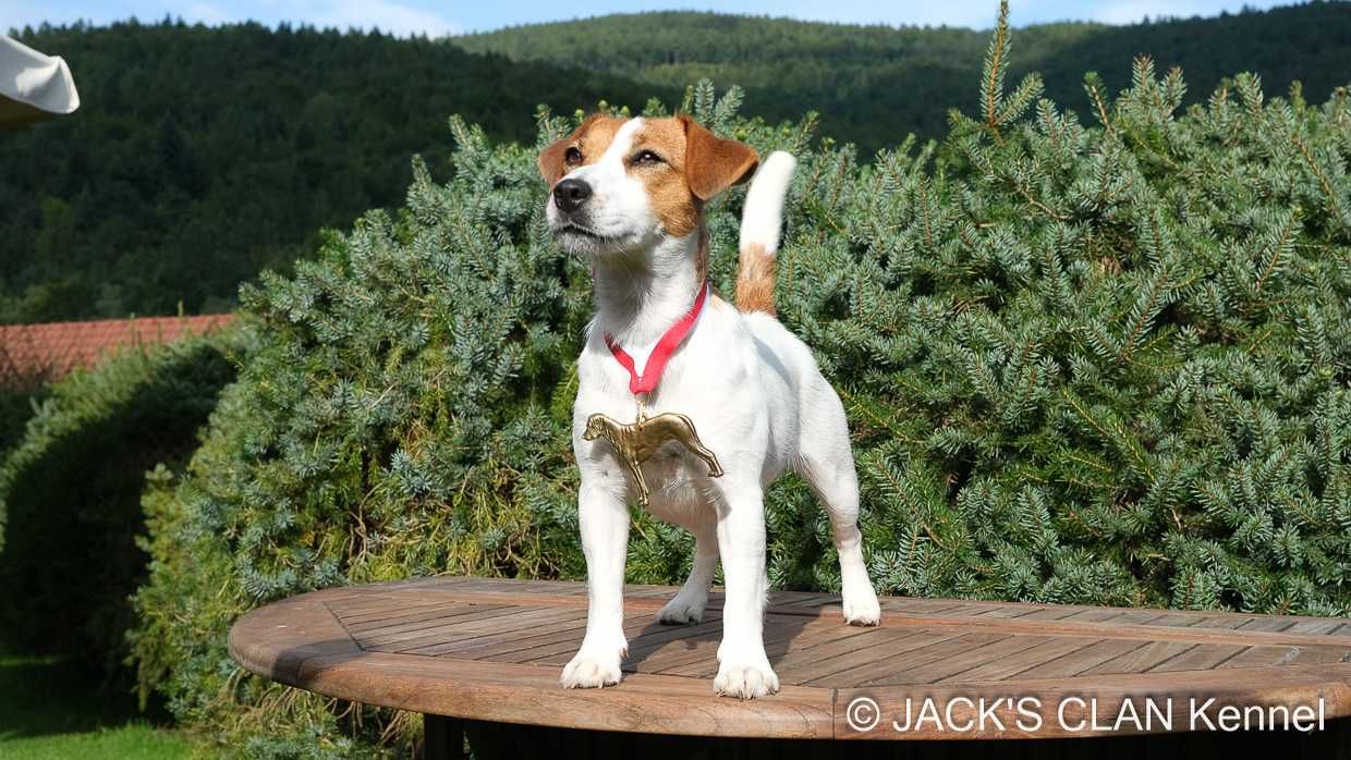 Gładkowłosa suczka Jack Russell Terrier