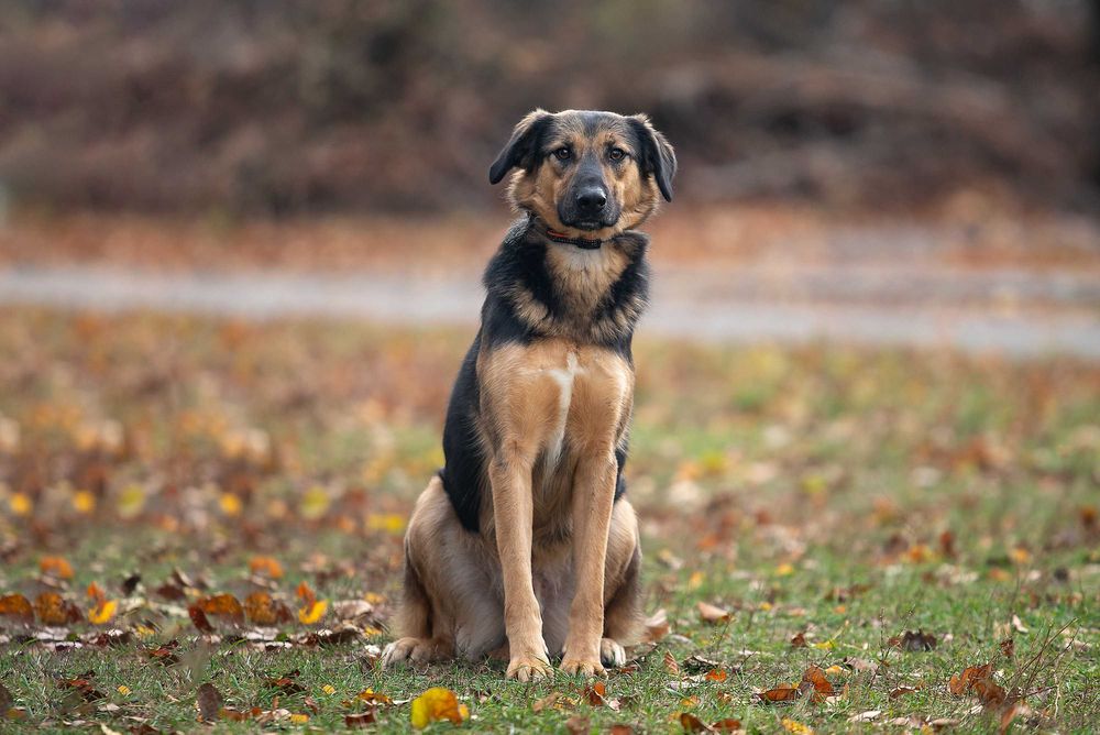 Віддам в добрі руки молодого собаку Кайзера.